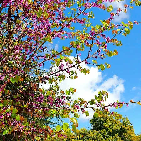 Eleftherion Comfort Living Lefkada Apart-hotel